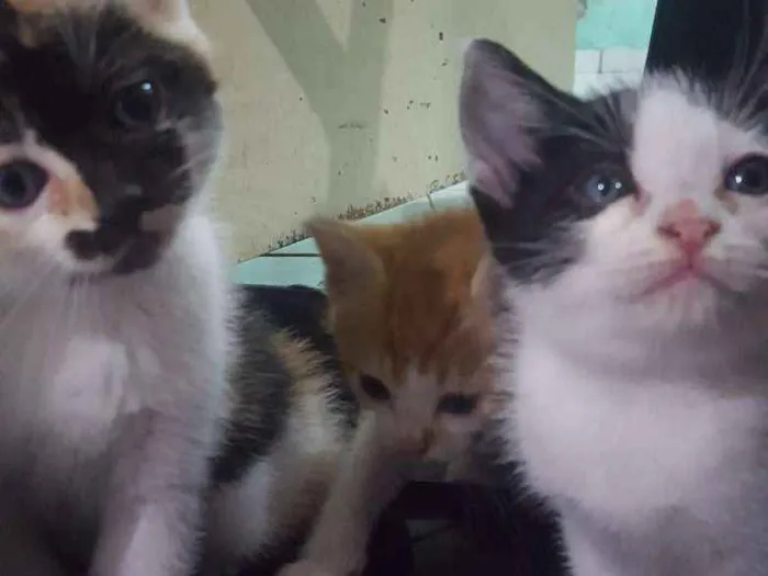 Gato ra a RND idade Abaixo de 2 meses nome Tom