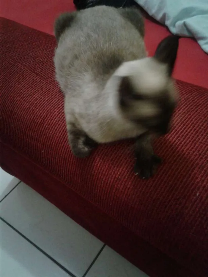 Gato ra a Ciames  idade 7 a 11 meses nome Panqueca
