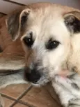Rafa