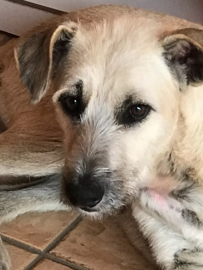 Cachorro ra a Indefinida idade 2 anos nome Rafa
