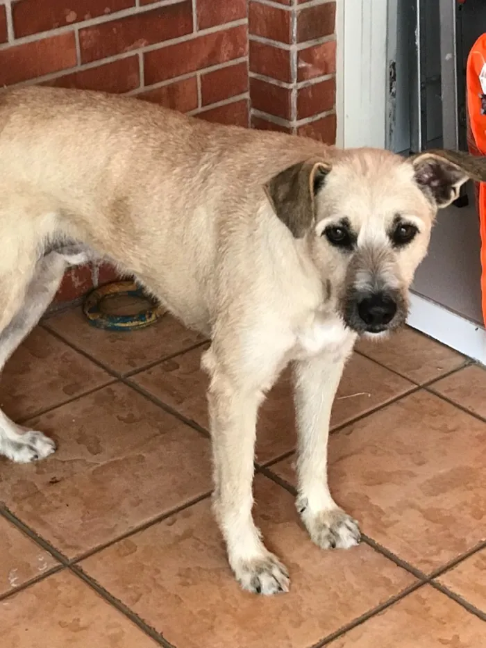 Cachorro ra a Indefinida idade 2 anos nome Rafa