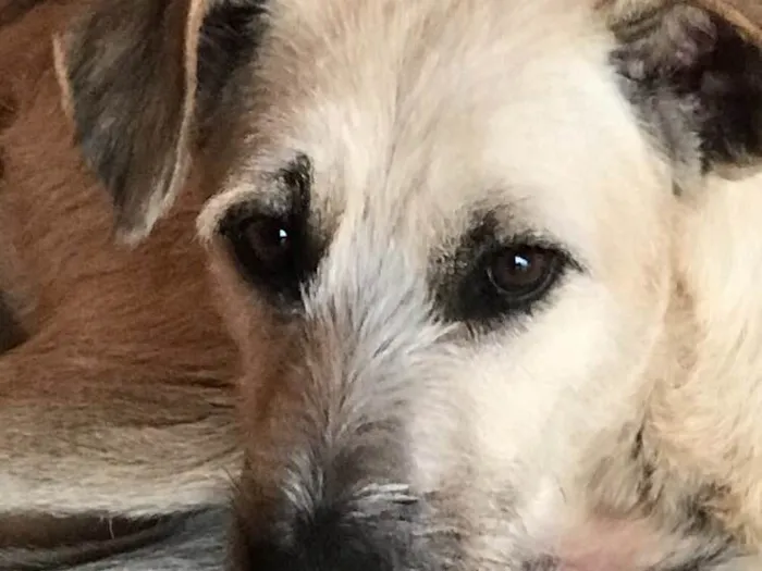 Cachorro ra a Indefinida idade 2 anos nome Rafa