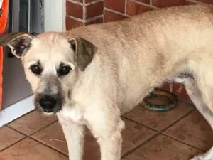 Cachorro raça Indefinida idade 2 anos nome Rafa