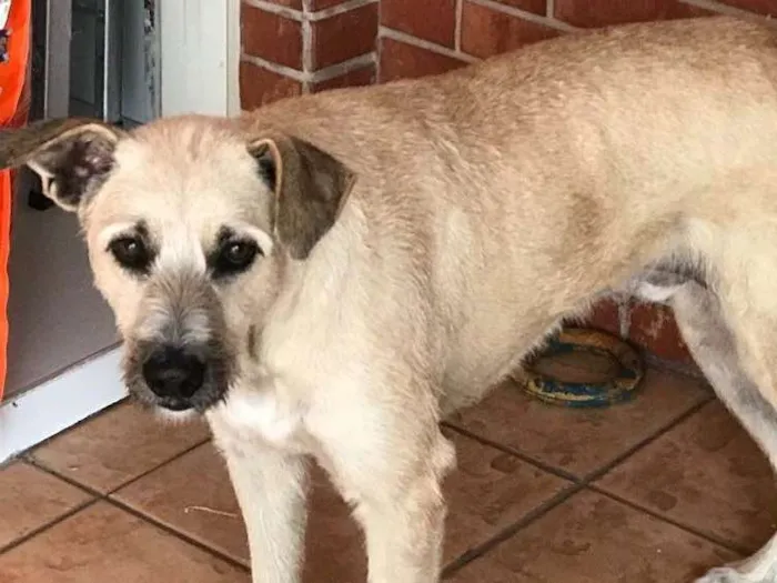 Cachorro ra a Indefinida idade 2 anos nome Rafa