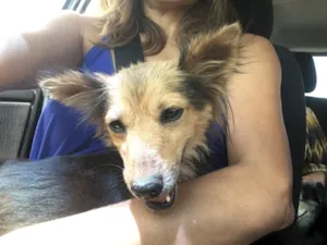 Cachorro raça Misturada idade  nome Mel Aila