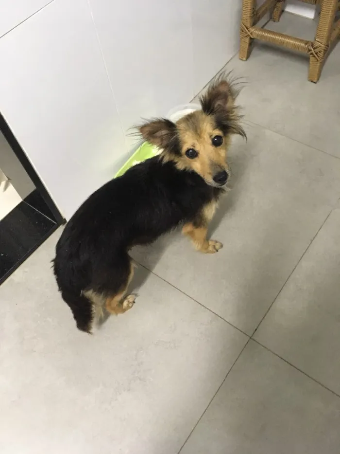 Cachorro ra a Misturada idade  nome Mel Aila
