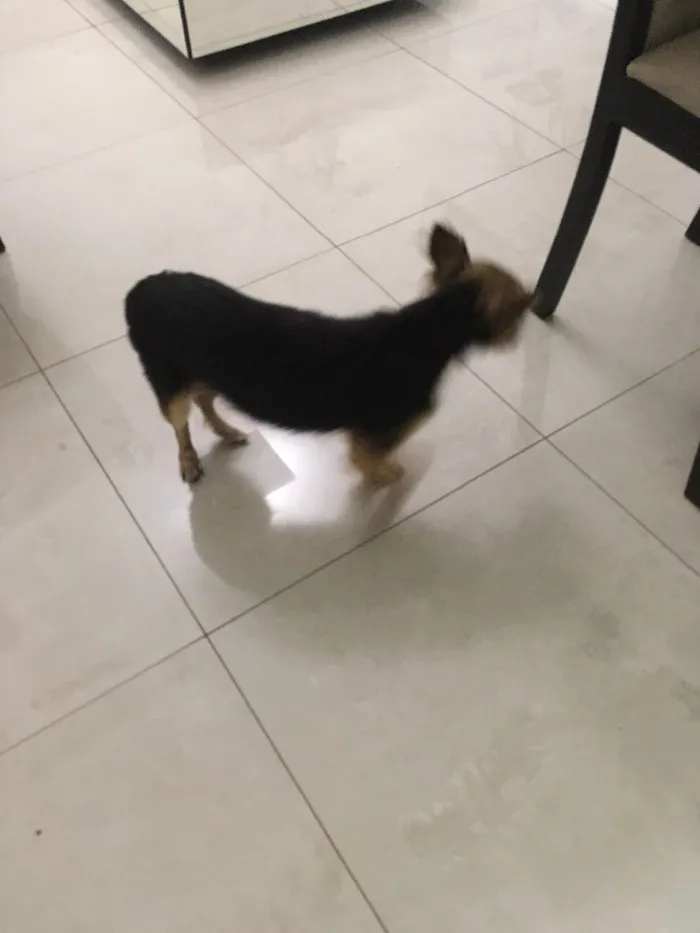 Cachorro ra a Misturada idade  nome Mel Aila