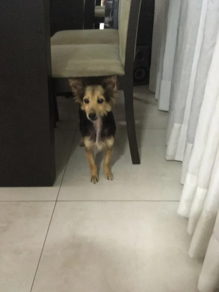 Cachorro ra a Misturada idade  nome Mel Aila