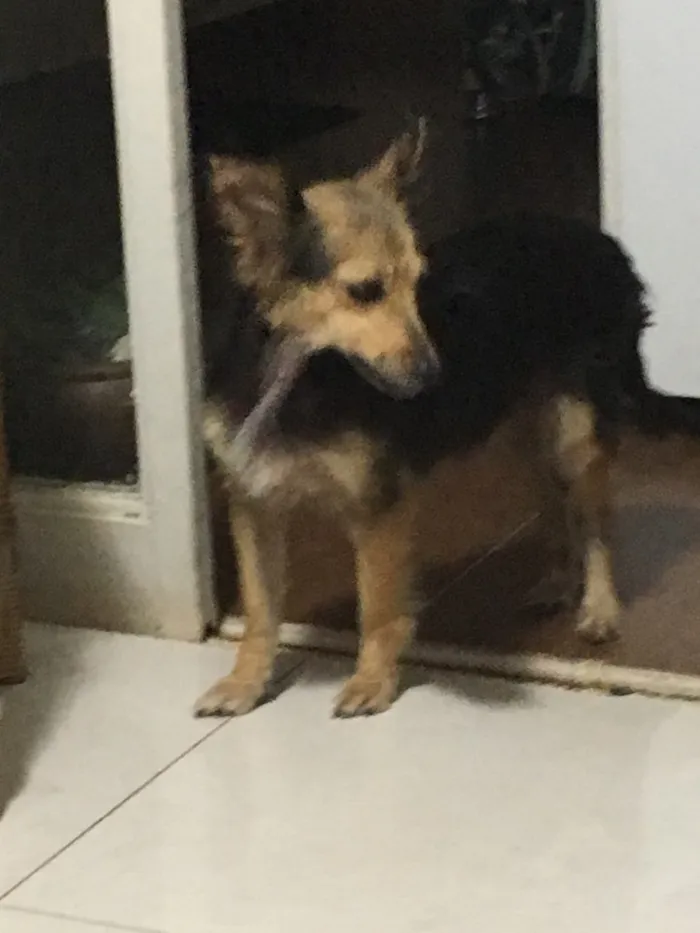 Cachorro ra a Misturada idade  nome Mel Aila