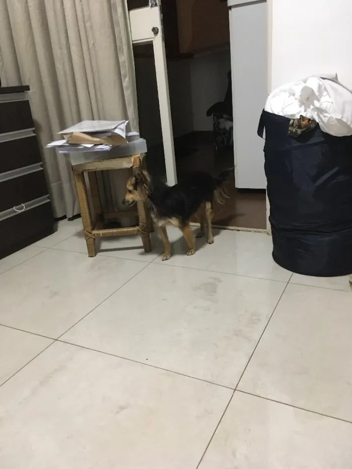 Cachorro ra a Misturada idade  nome Mel Aila