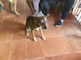 Pequitita