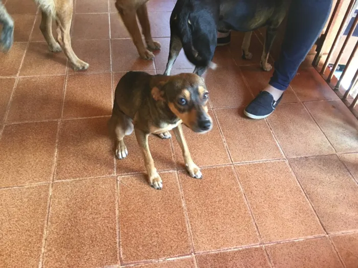 Cachorro ra a Misturada idade 1 ano nome Pequitita