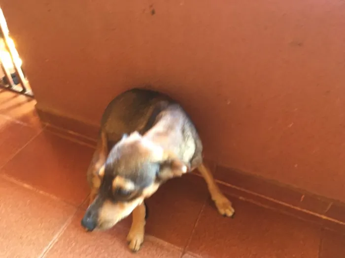 Cachorro ra a Misturada idade 1 ano nome Pequitita