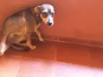 Pequitita