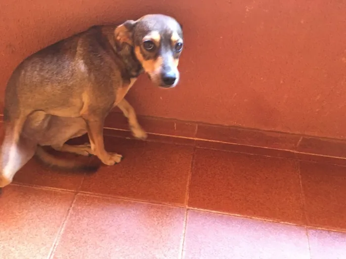Cachorro ra a Misturada idade 1 ano nome Pequitita