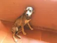 Pequitita