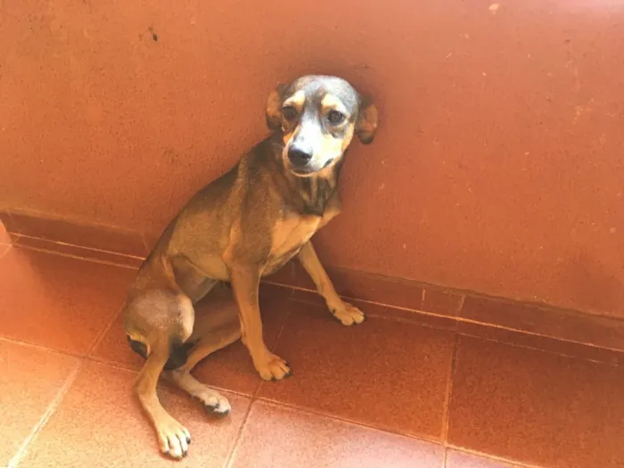 Cachorro ra a Misturada idade 1 ano nome Pequitita