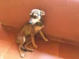 Pequitita