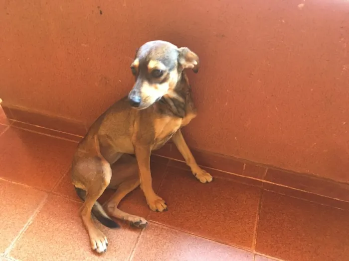 Cachorro ra a Misturada idade 1 ano nome Pequitita