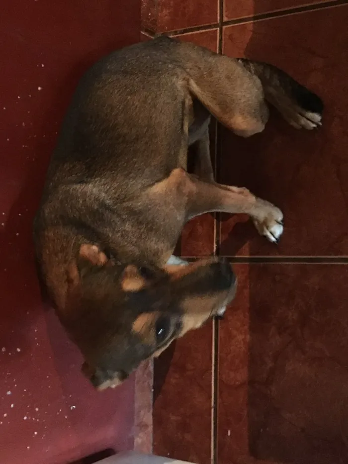 Cachorro ra a Misturada idade 1 ano nome Pequitita