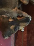 Pequitita