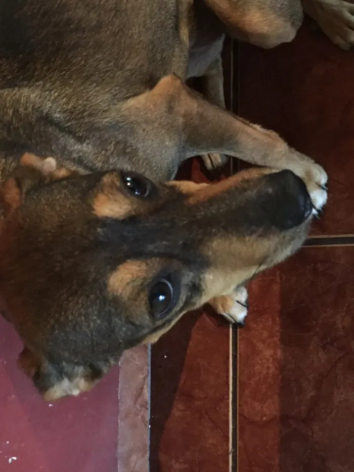 Cachorro ra a Misturada idade 1 ano nome Pequitita