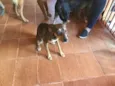 Pequitita