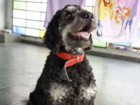 Cachorro raça SRD idade 6 ou mais anos nome Lylo