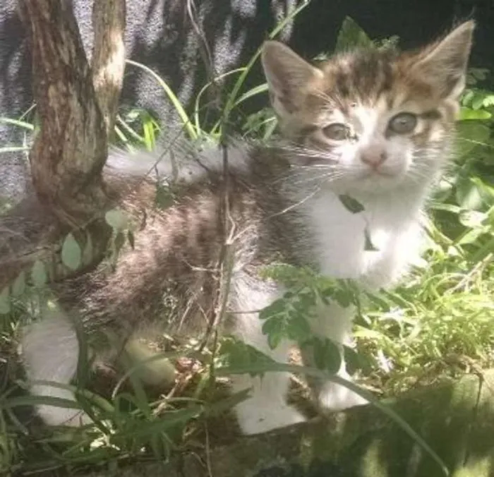 Gato ra a SRD idade 2 a 6 meses nome Bidu 