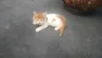 BIDUZINHO