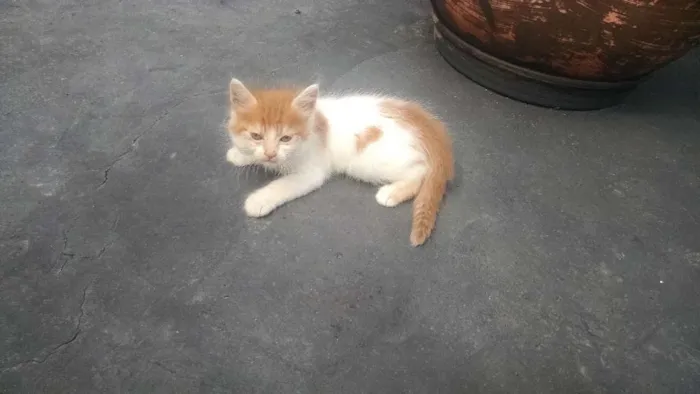 Gato ra a Srd idade 2 a 6 meses nome BIDUZINHO