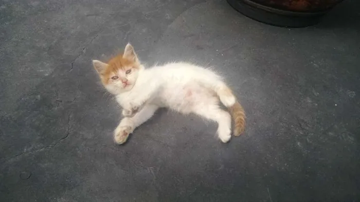Gato ra a Srd idade 2 a 6 meses nome BIDUZINHO