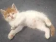 BIDUZINHO