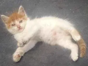 Gato raça Srd idade 2 a 6 meses nome BIDUZINHO