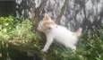NIKIZINHO