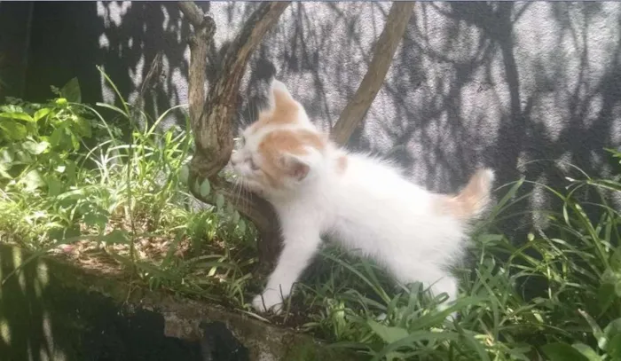 Gato ra a SRD idade 2 a 6 meses nome NIKIZINHO