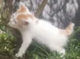 NIKIZINHO