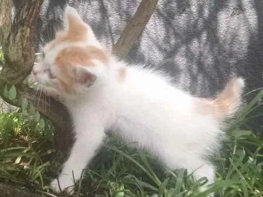 Gato ra a SRD idade 2 a 6 meses nome NIKIZINHO