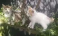 NIKIZINHO