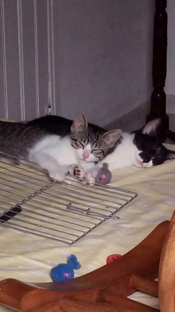 Gato ra a SRD idade 2 a 6 meses nome Tommy , Billy