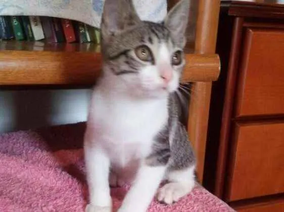 Gato ra a SRD idade 2 a 6 meses nome Tommy , Billy