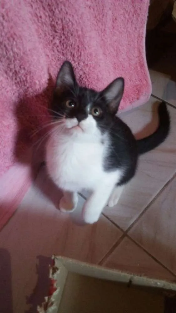 Gato ra a SRD idade 2 a 6 meses nome Tommy , Billy
