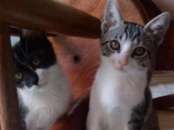 Gato ra a SRD idade 2 a 6 meses nome Tommy , Billy