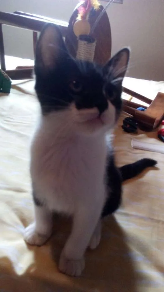 Gato ra a SRD idade 2 a 6 meses nome Tommy , Billy