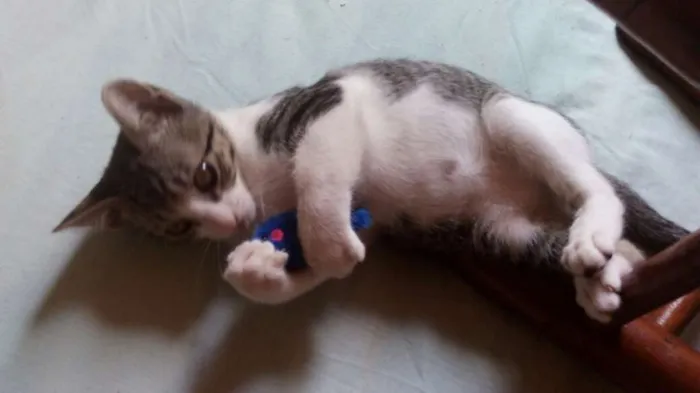 Gato ra a SRD idade 2 a 6 meses nome Tommy , Billy