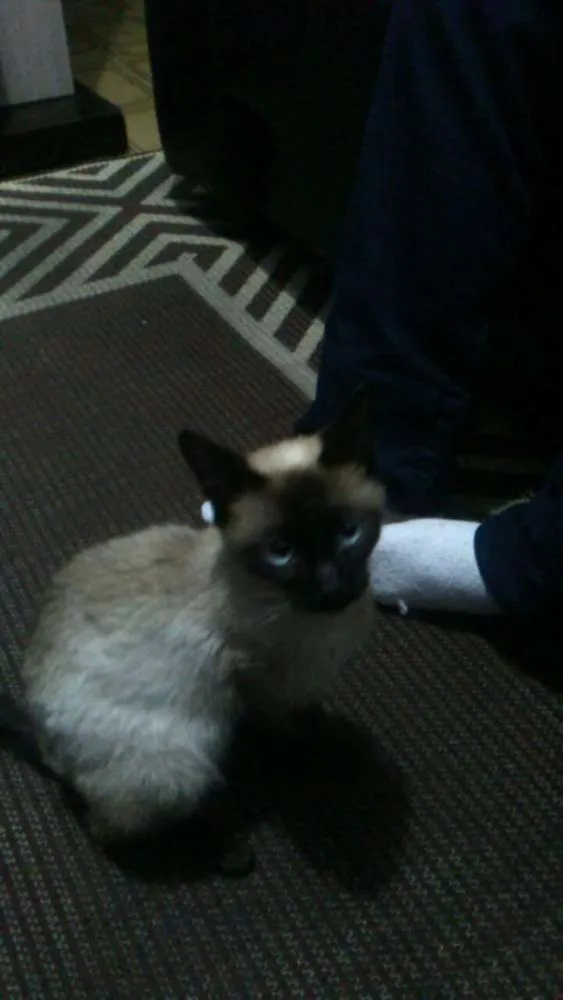Gato ra a Siamês idade 1 ano nome Gatinha
