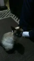 Gatinha