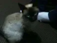 Gatinha