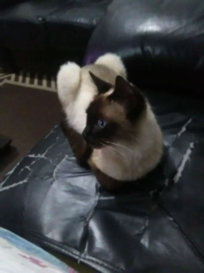 Gato ra a Siamês idade 1 ano nome Gatinha
