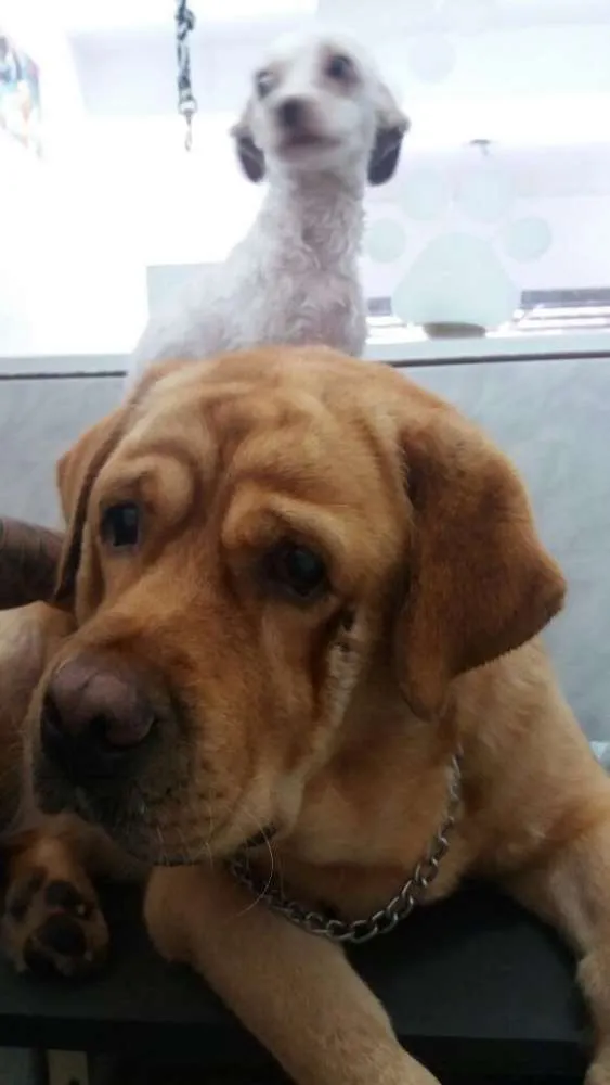 Cachorro ra a Labrador com Golden Retriever idade 6 ou mais anos nome Lucky